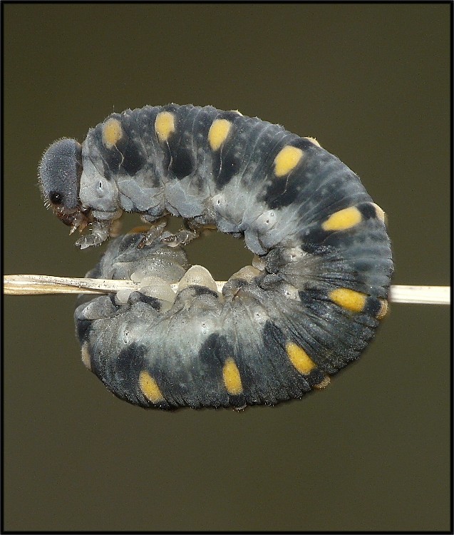 Mi aiutate....?? Larva di Cimbicidae